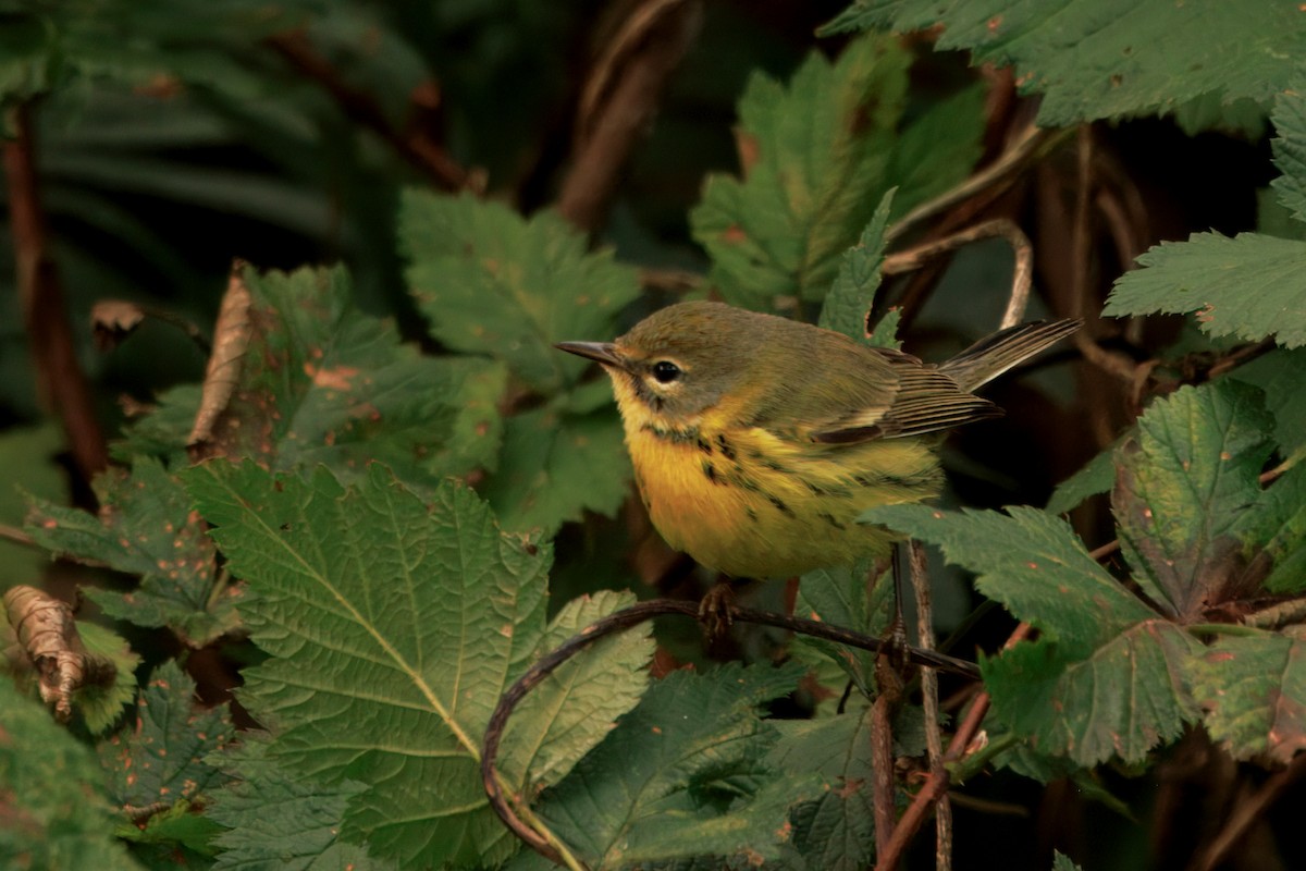 Reinita Galana - ML646435293