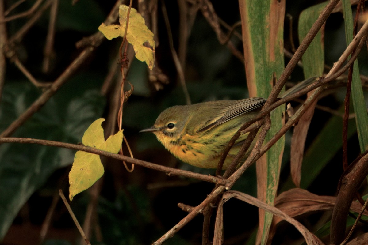 Reinita Galana - ML646435294