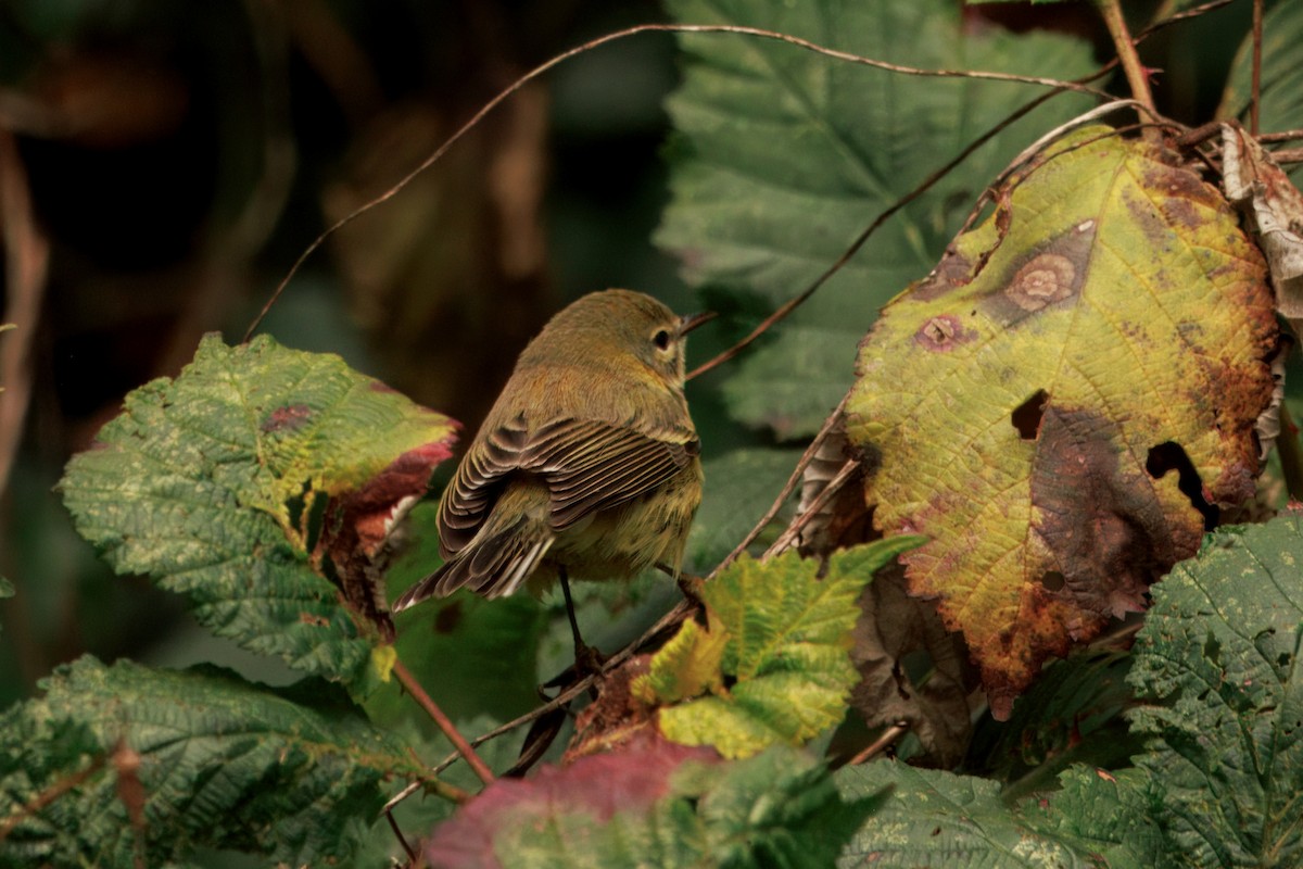 チャスジアメリカムシクイ - ML646435295