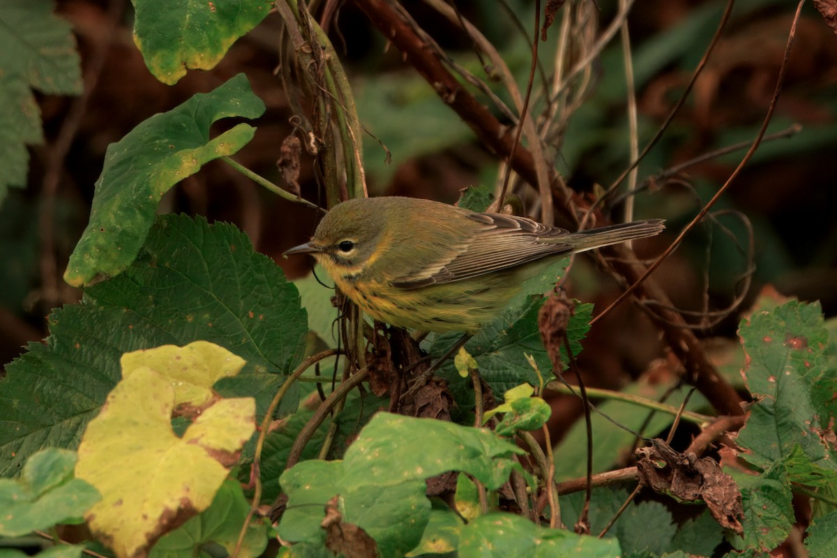 Reinita Galana - ML646435296