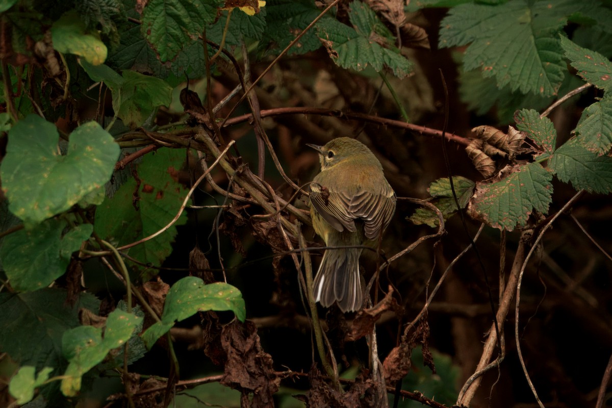 チャスジアメリカムシクイ - ML646435298