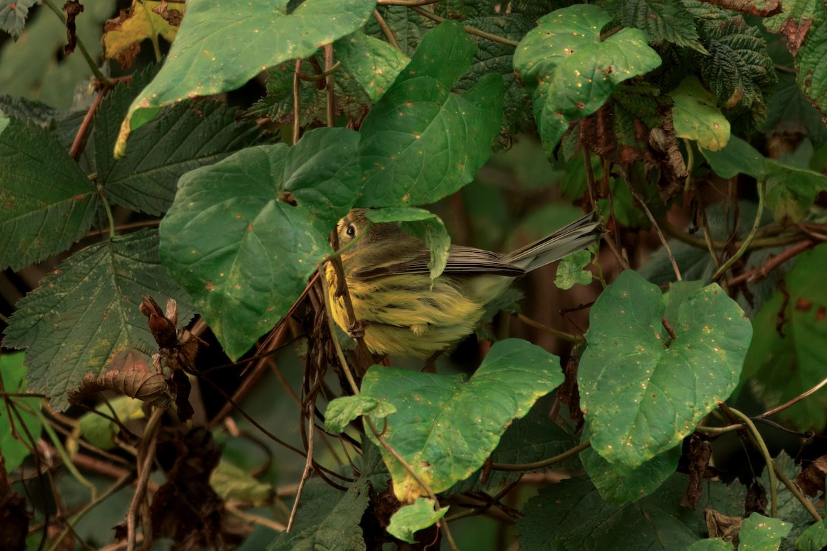 Prairie Warbler - ML646435299