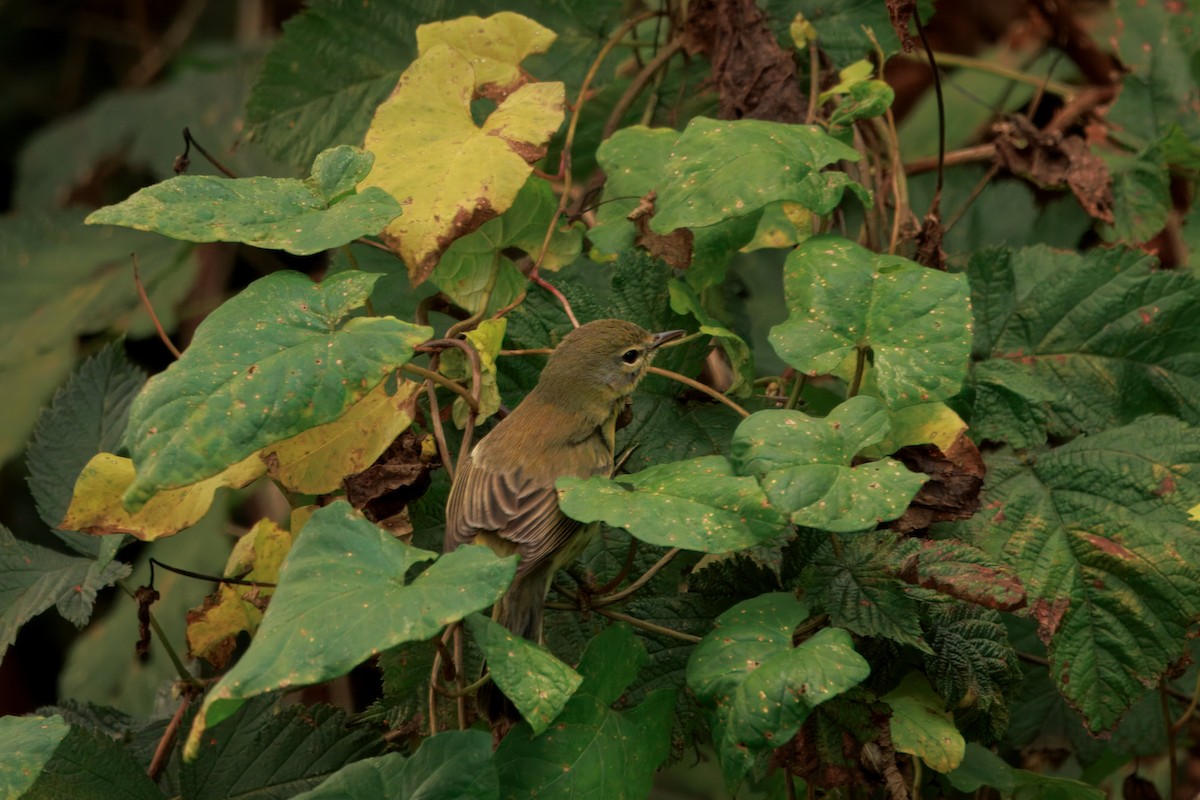 Prairie Warbler - ML646435300