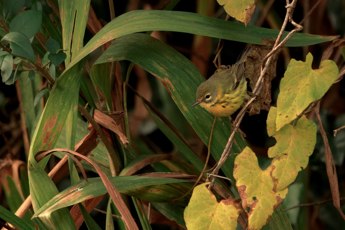 Prairie Warbler - ML646435301