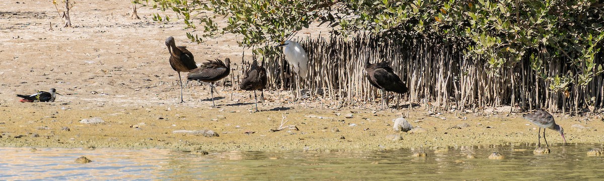ibis hnědý - ML646435302