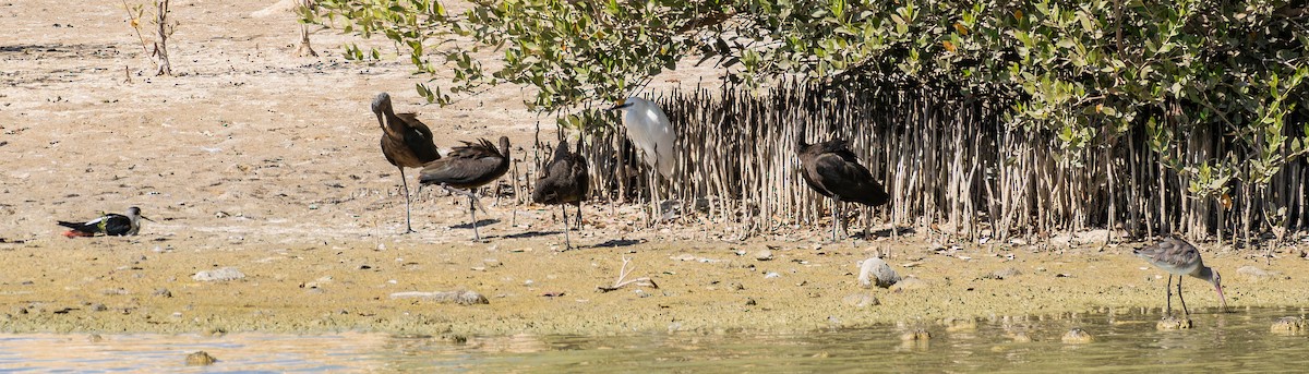 ibis hnědý - ML646435303