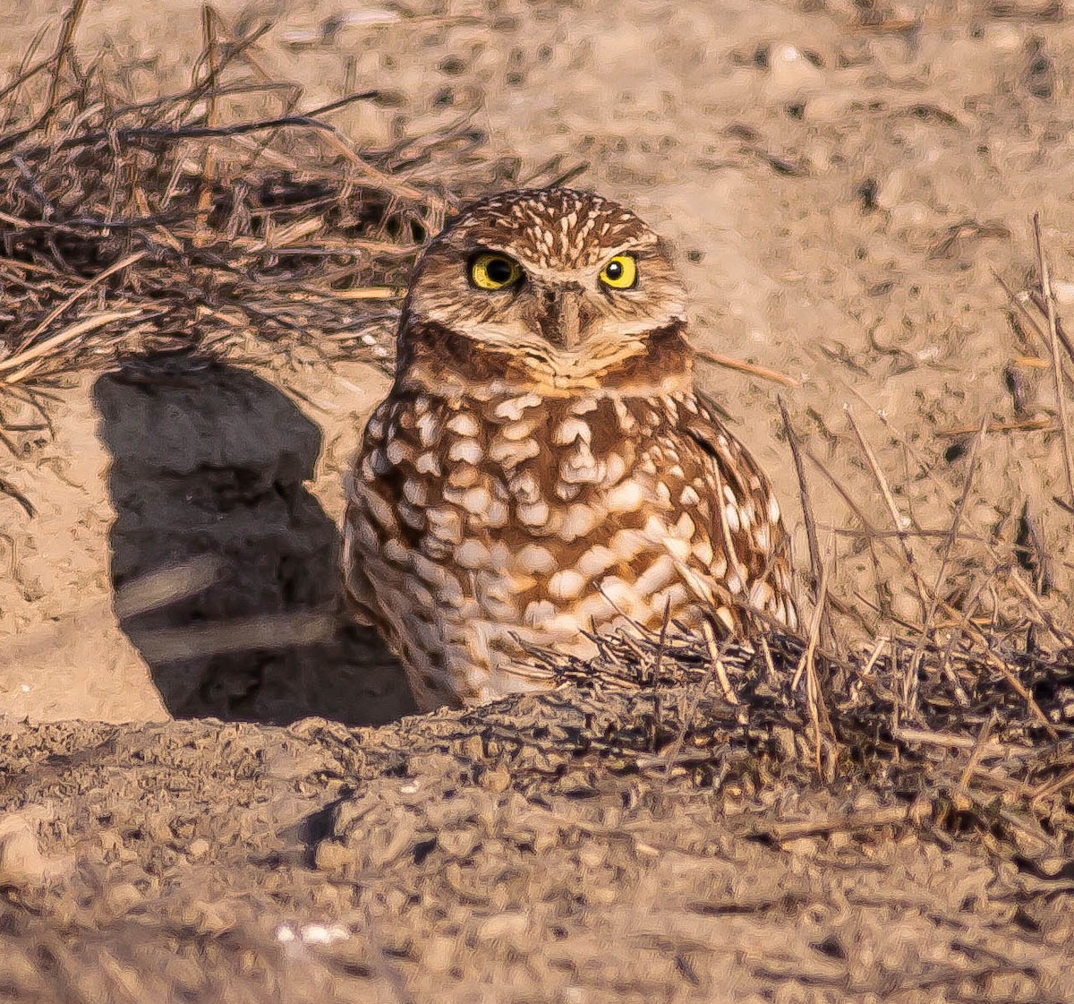 Burrowing Owl - ML646435304