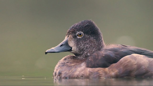 Ring-necked Duck - ML646435305