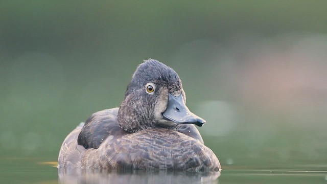 Ring-necked Duck - ML646435306