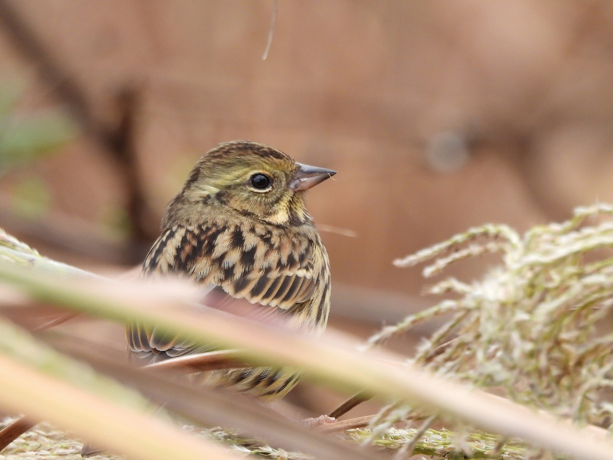 Masked Bunting - ML646435308