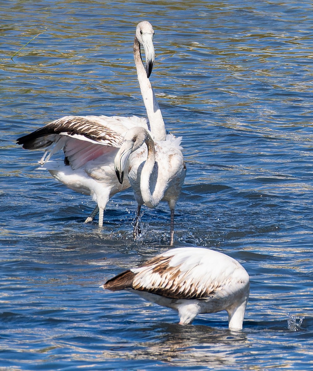 Greater Flamingo - ML646435309