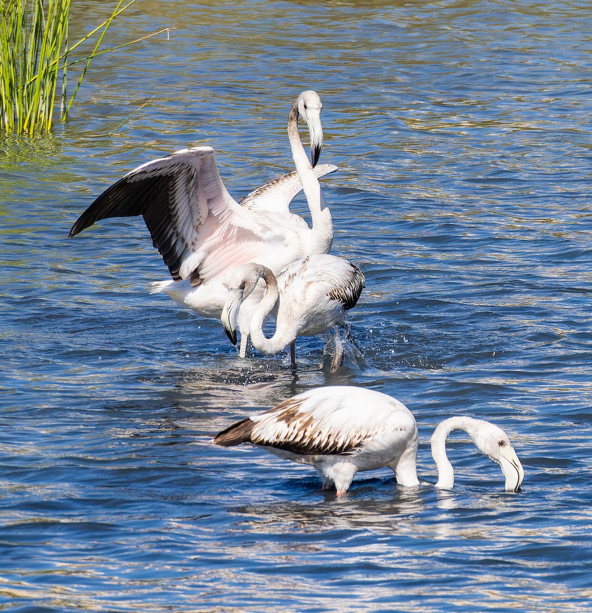 Greater Flamingo - ML646435310