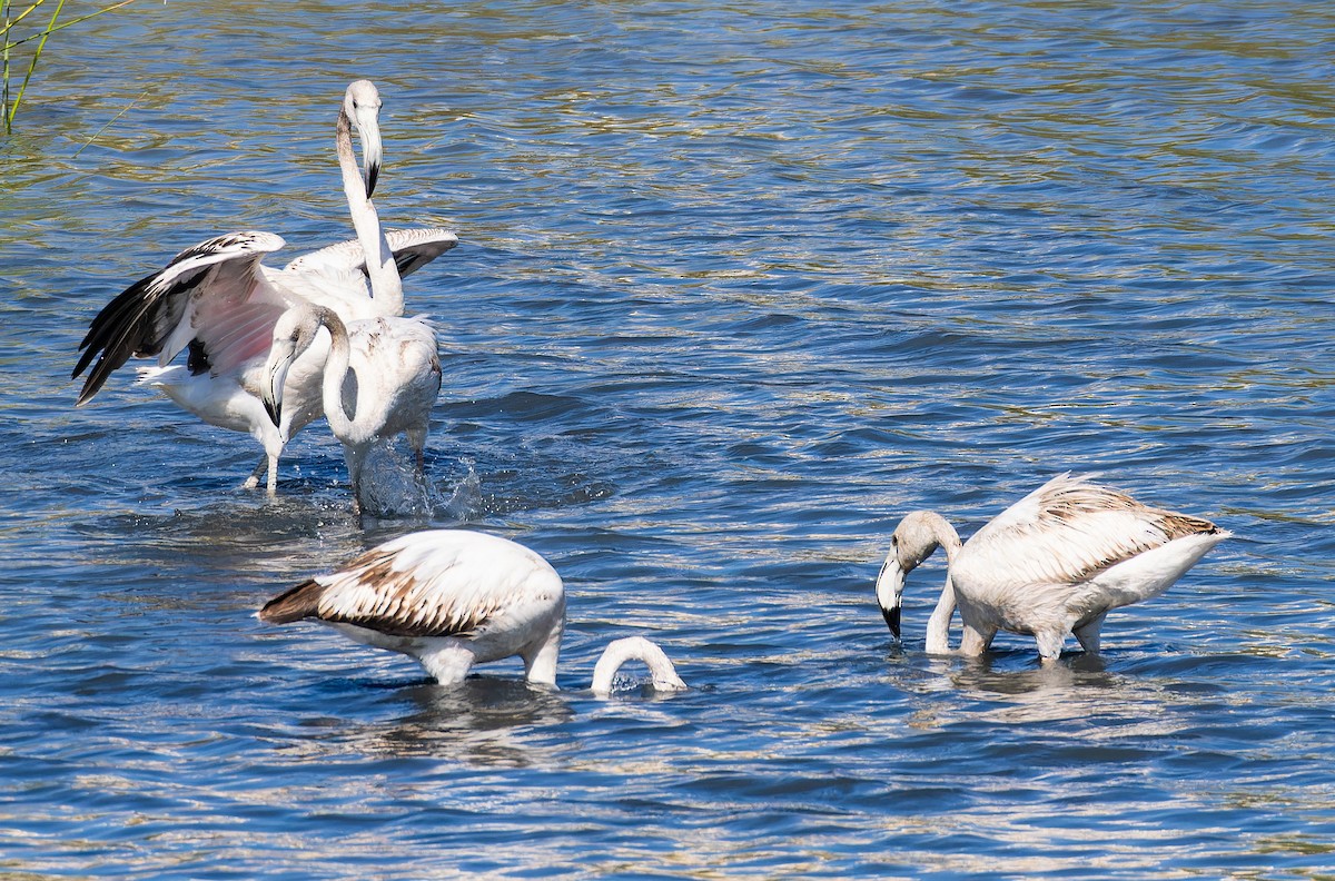 Greater Flamingo - ML646435311