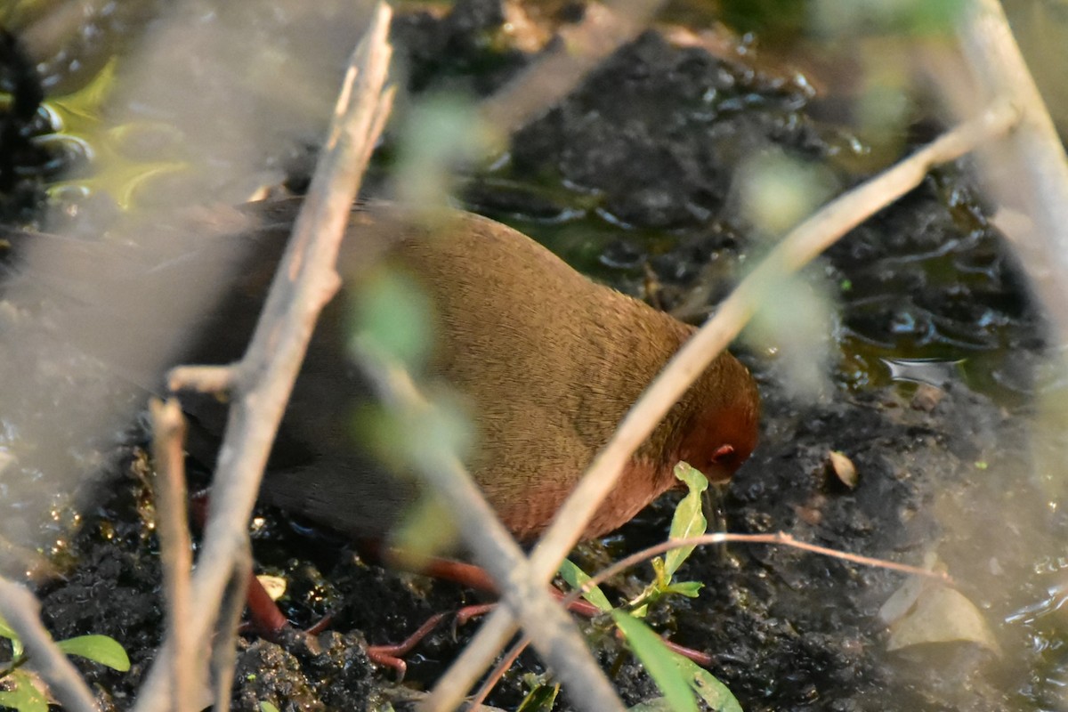Ruddy-breasted Crake - ML646435313