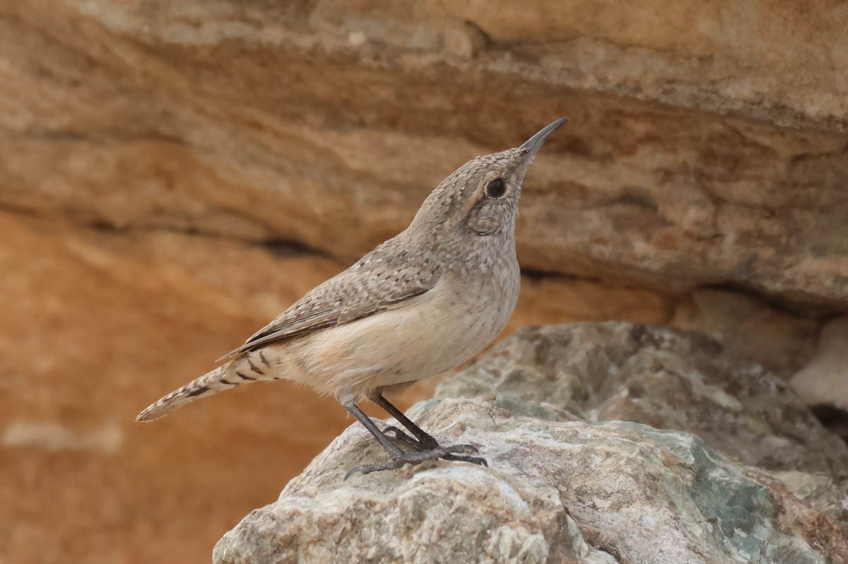 Rock Wren - ML646435315