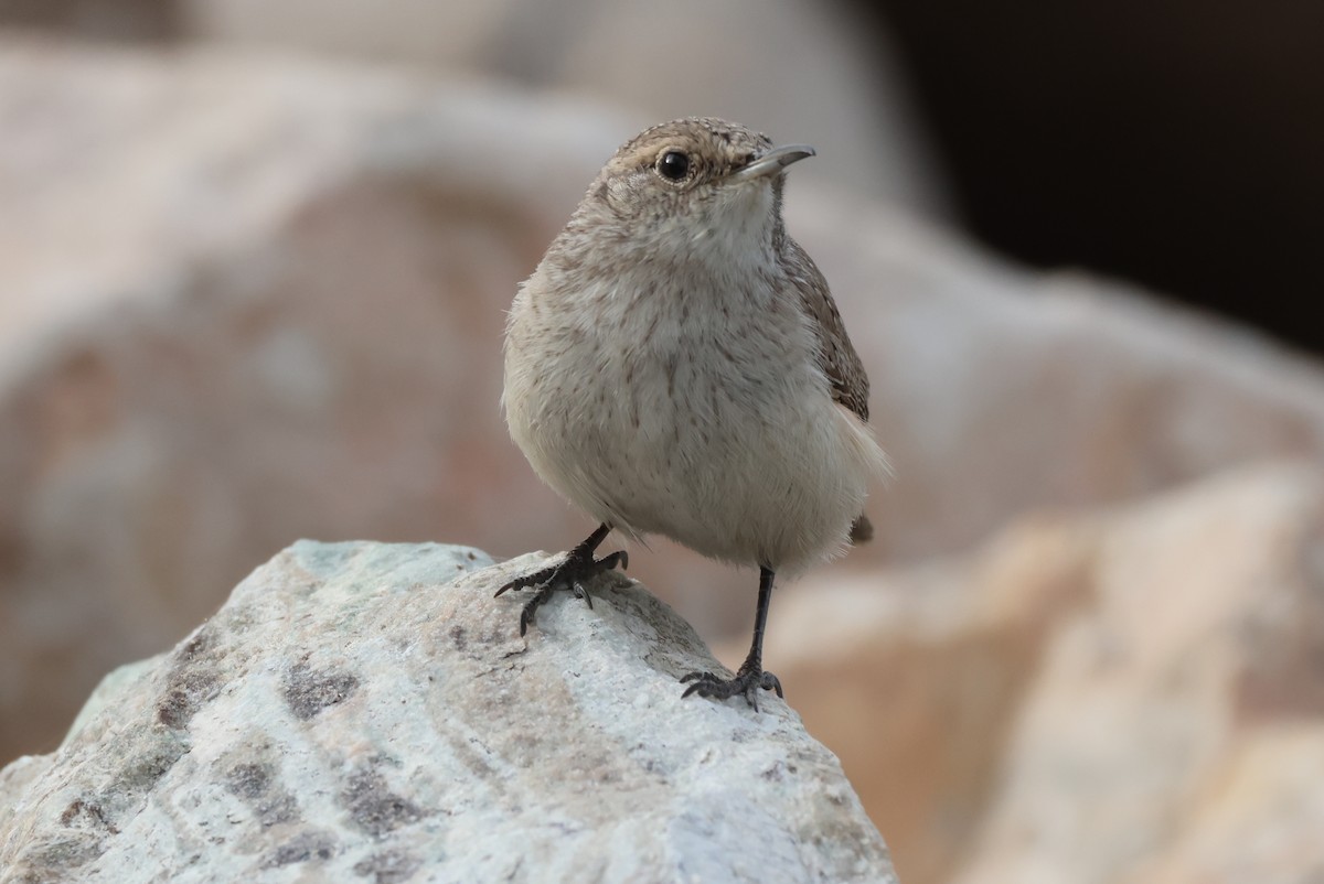 Rock Wren - ML646435316