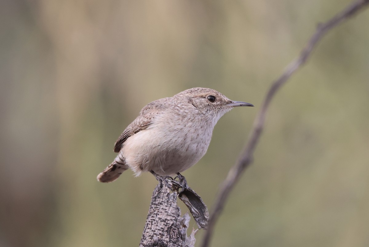 Rock Wren - ML646435317
