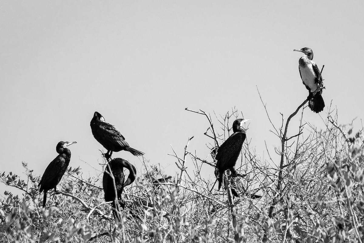 Great Cormorant - ML646435320