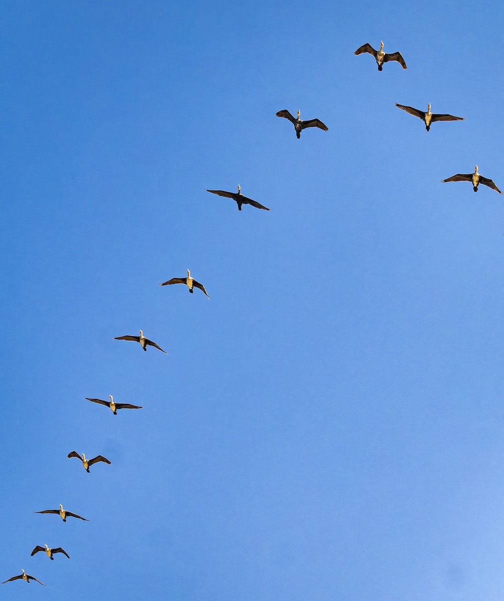 Great Cormorant - ML646435321