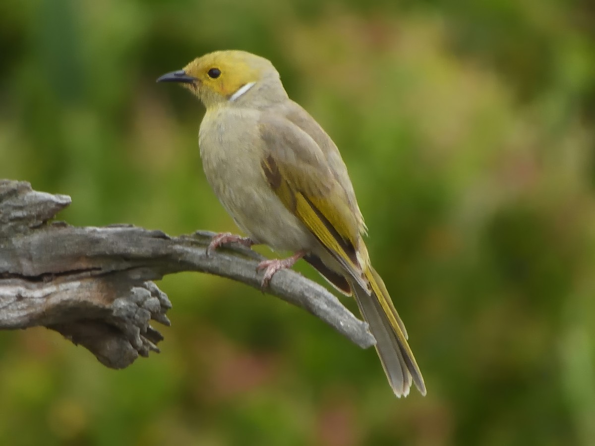 White-plumed Honeyeater - ML646435322