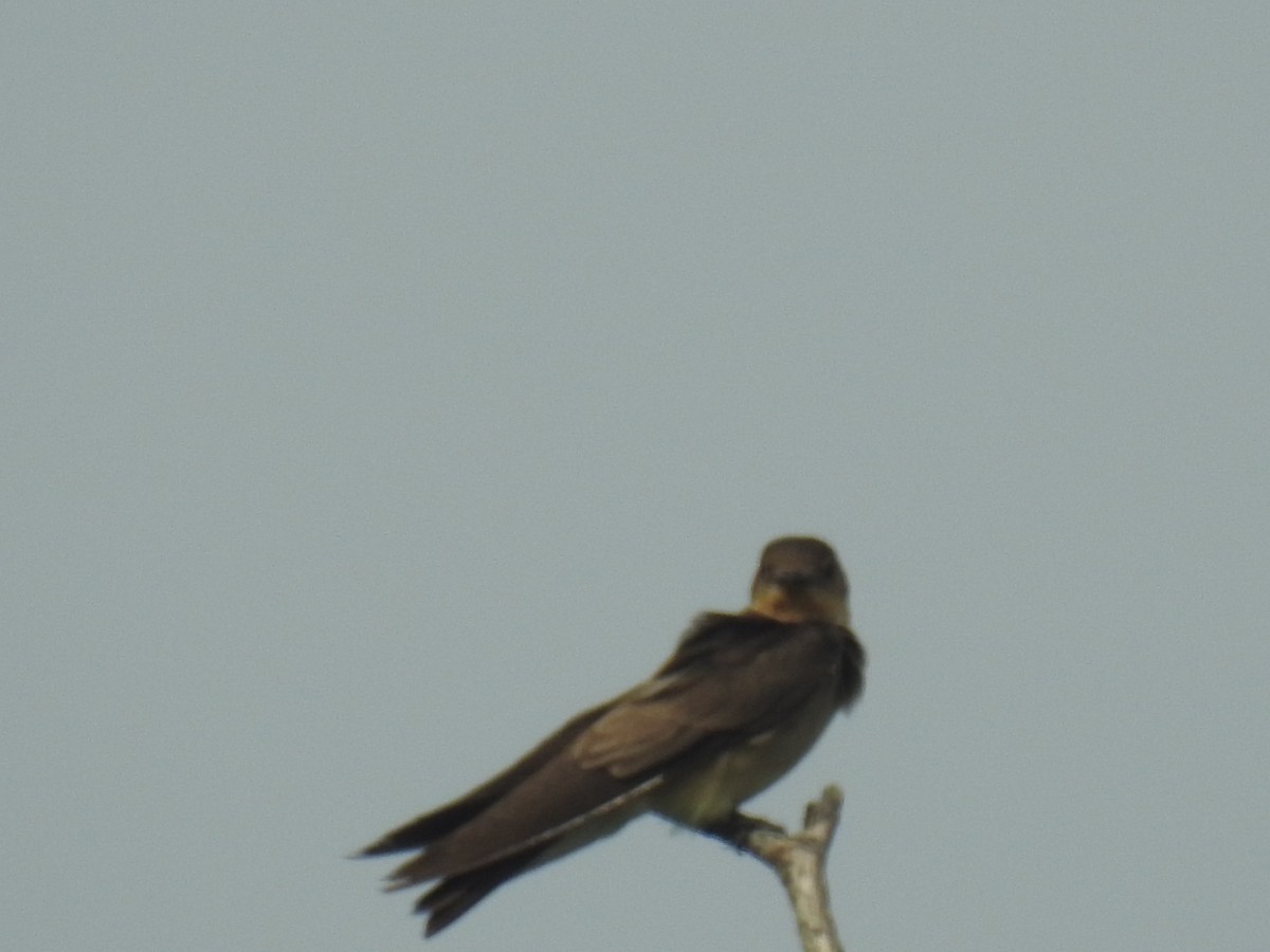 Southern Rough-winged Swallow - ML646435323