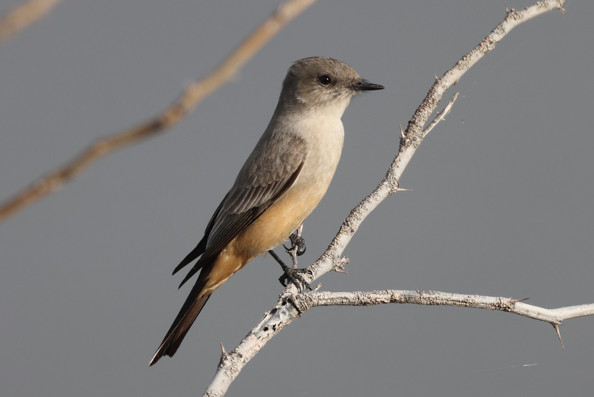 Say's Phoebe - ML646435324