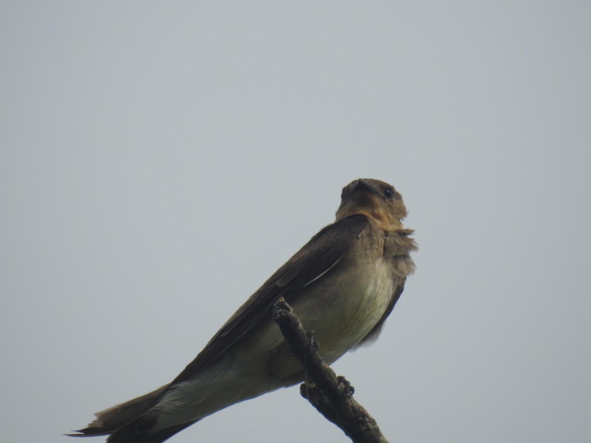 Southern Rough-winged Swallow - ML646435325
