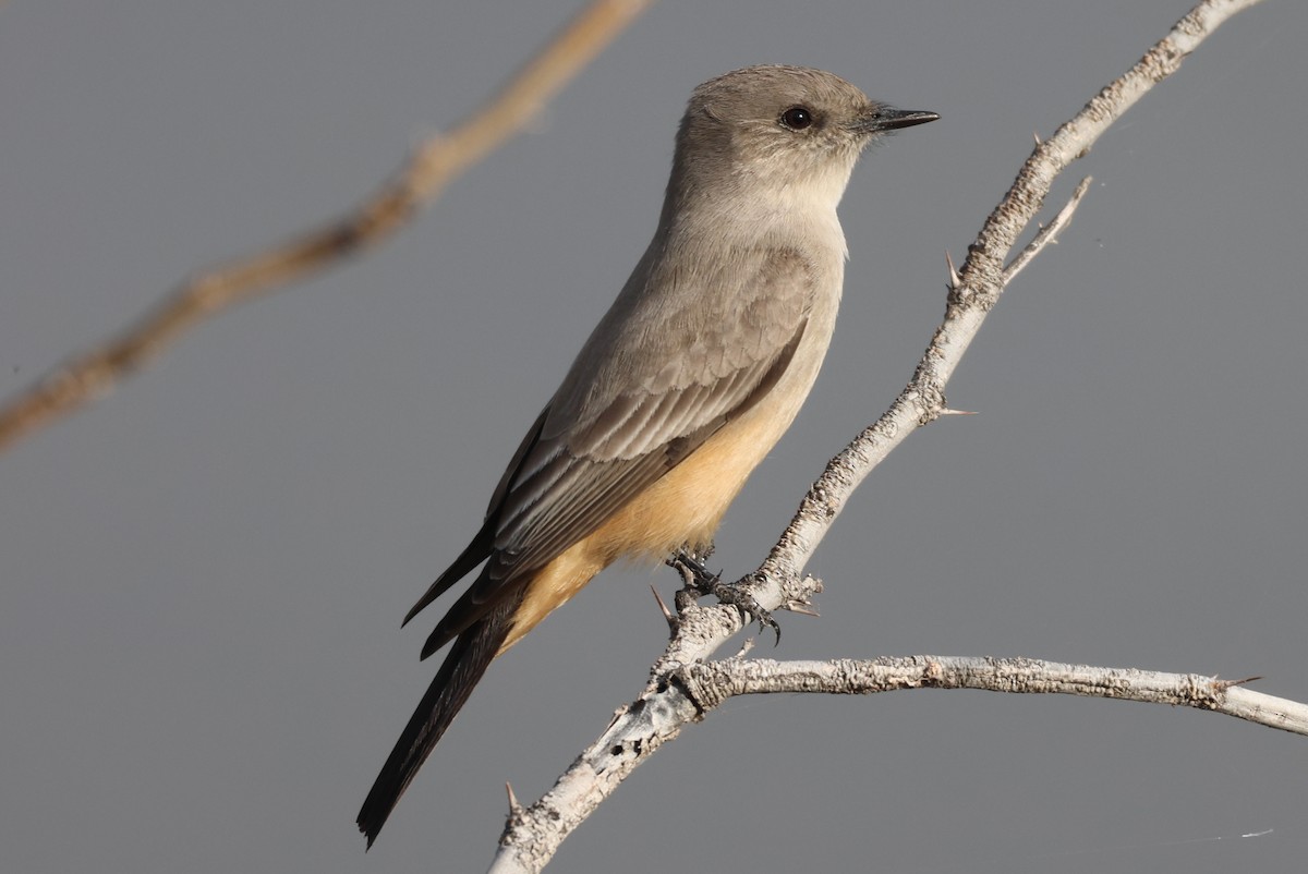Say's Phoebe - ML646435326