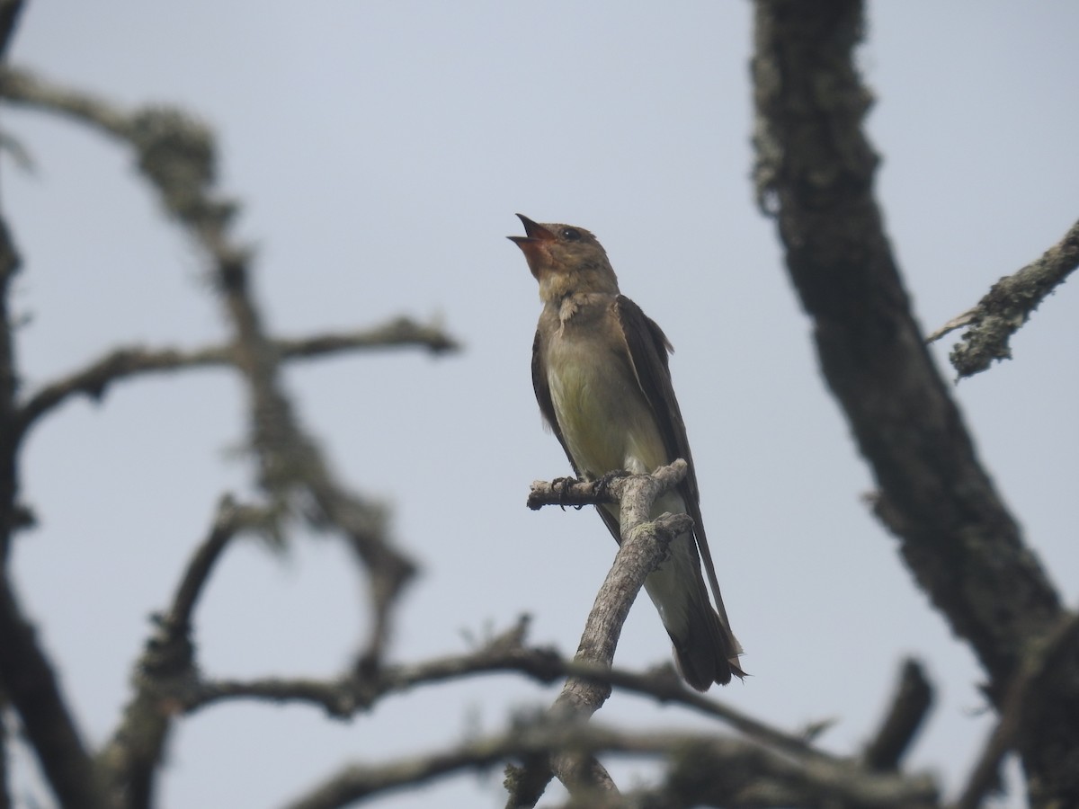 Southern Rough-winged Swallow - ML646435327