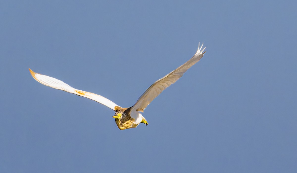 Squacco Heron - ML646435328
