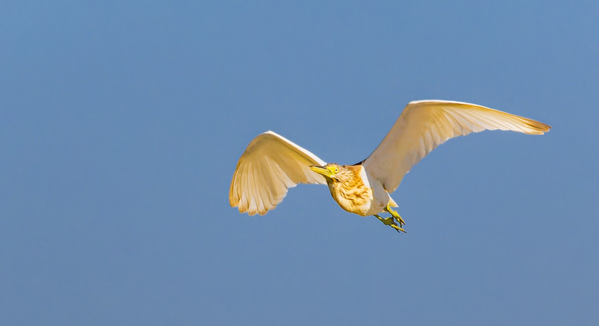 Squacco Heron - ML646435329