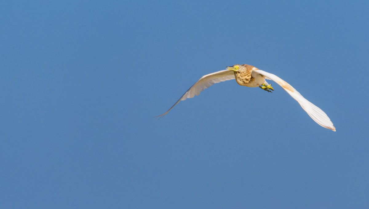 Squacco Heron - ML646435330