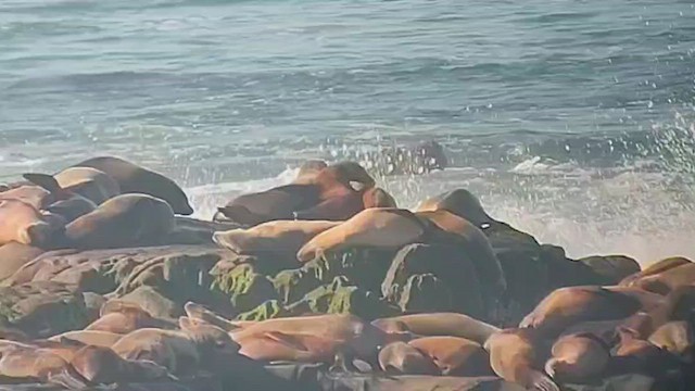 動物界 - ML646435333