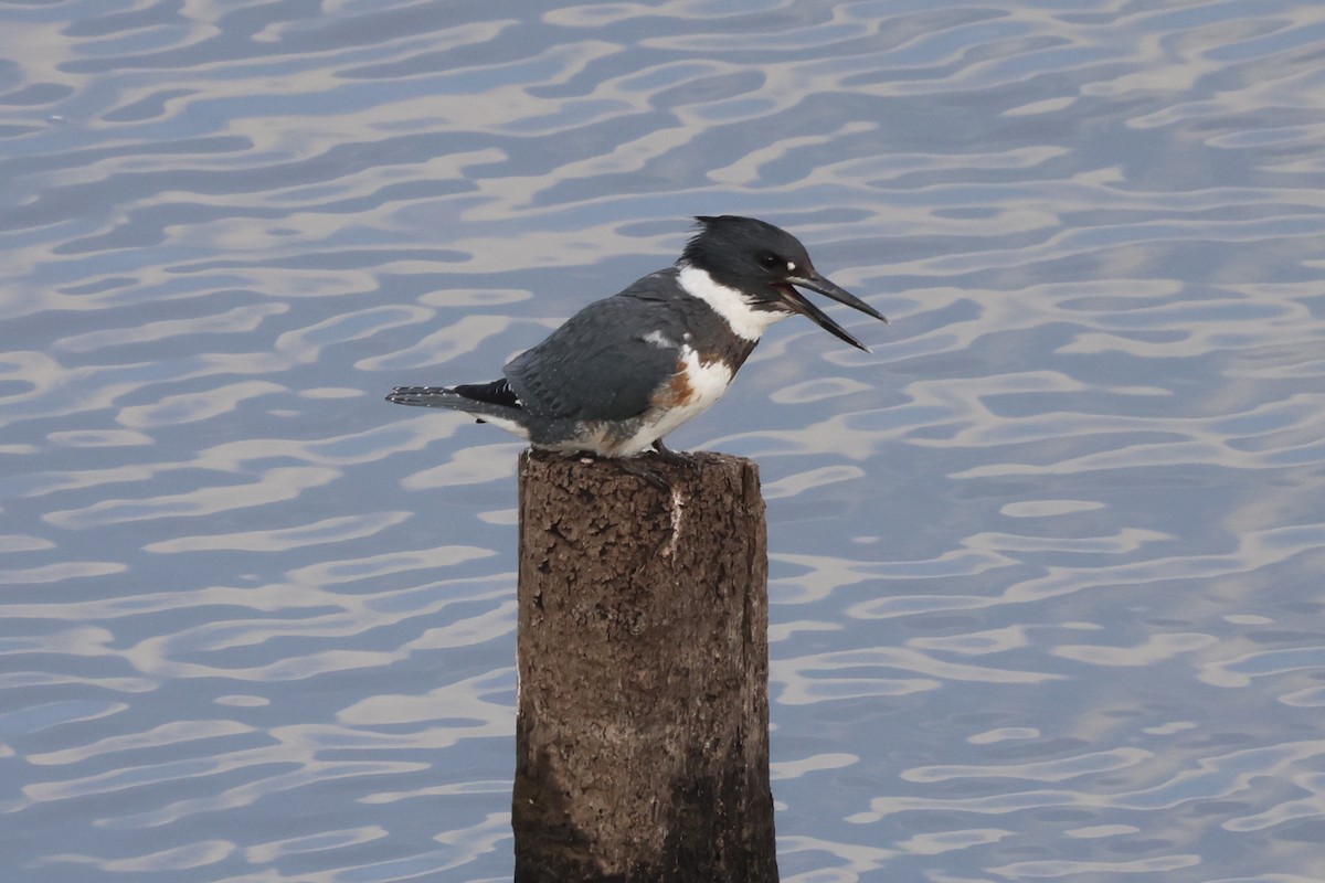 Belted Kingfisher - ML646435336