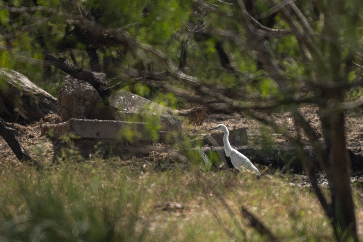 Snowy Egret - ML646435338