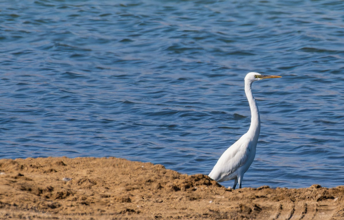 Great Egret - ML646435339