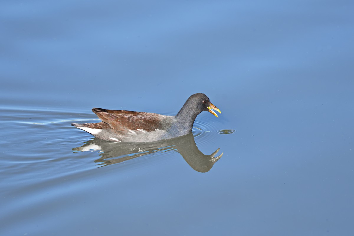 Common Gallinule - ML646435340