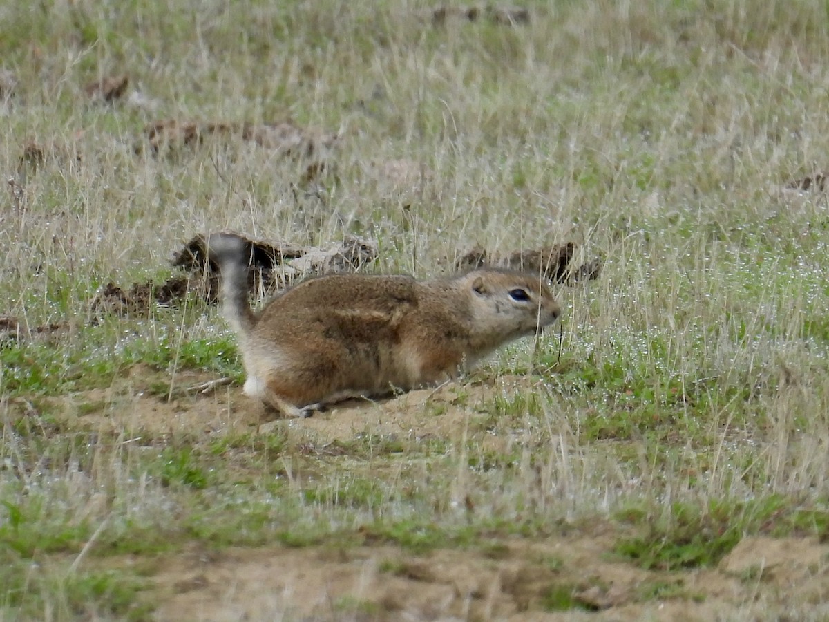 Animals - ML646435342