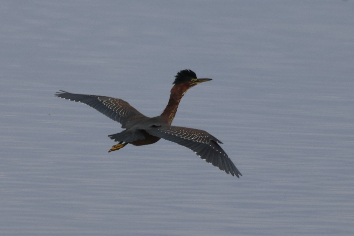Green Heron - ML646435345