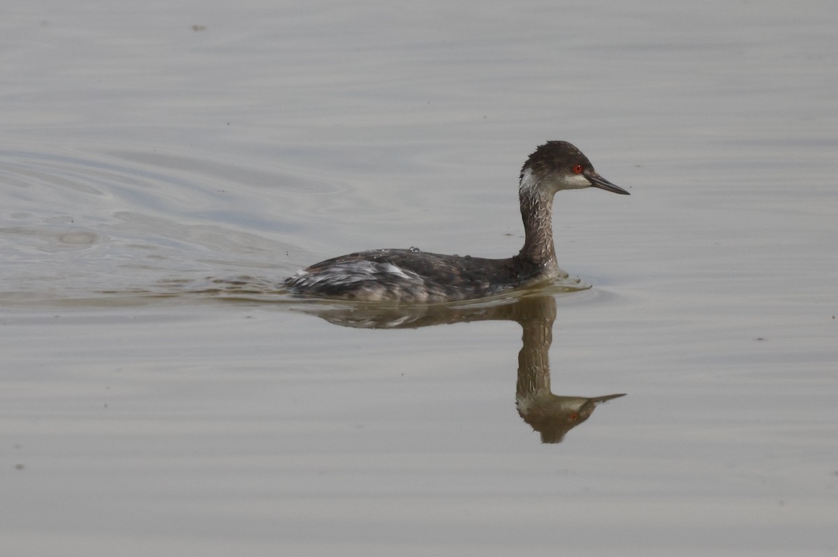 טבלן בינוני - ML646435349