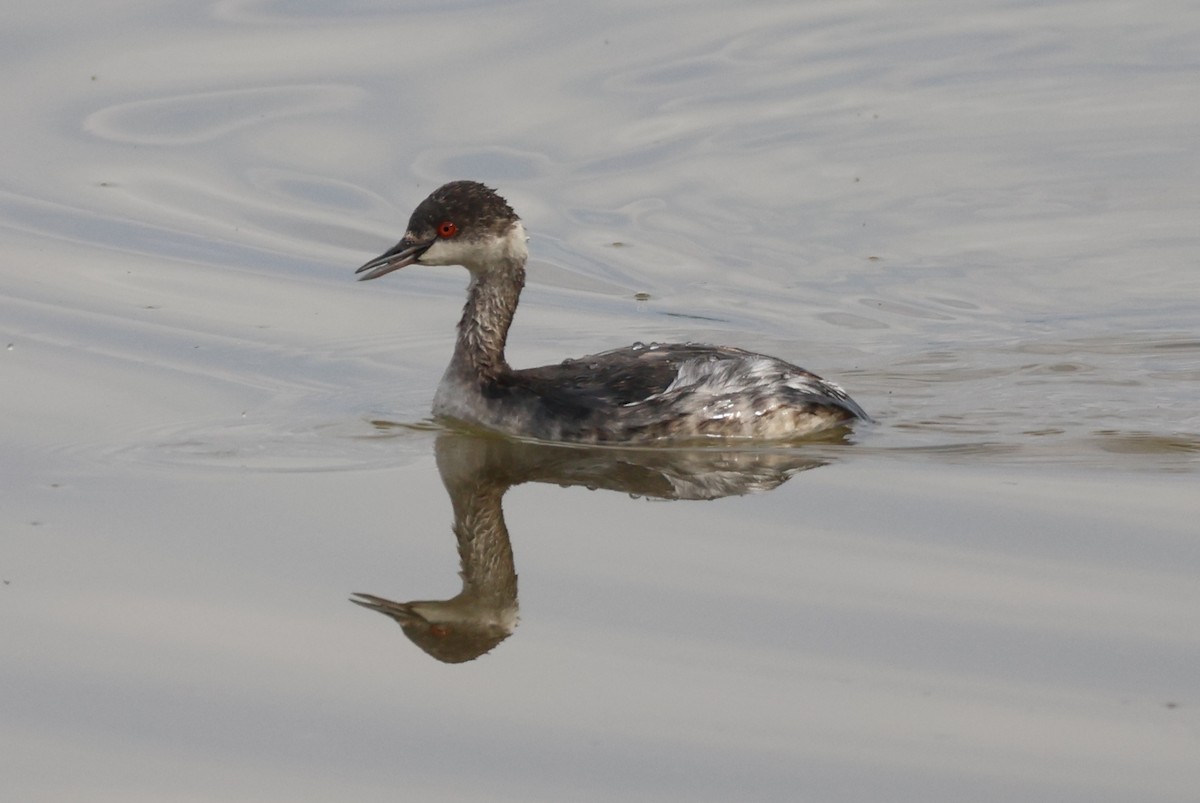 טבלן בינוני - ML646435350