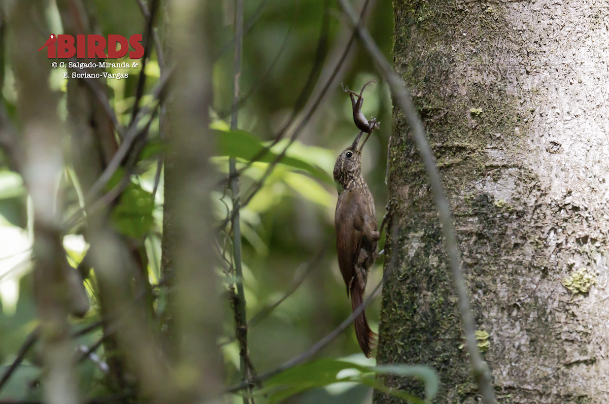 Cocoa Woodcreeper - ML646435354