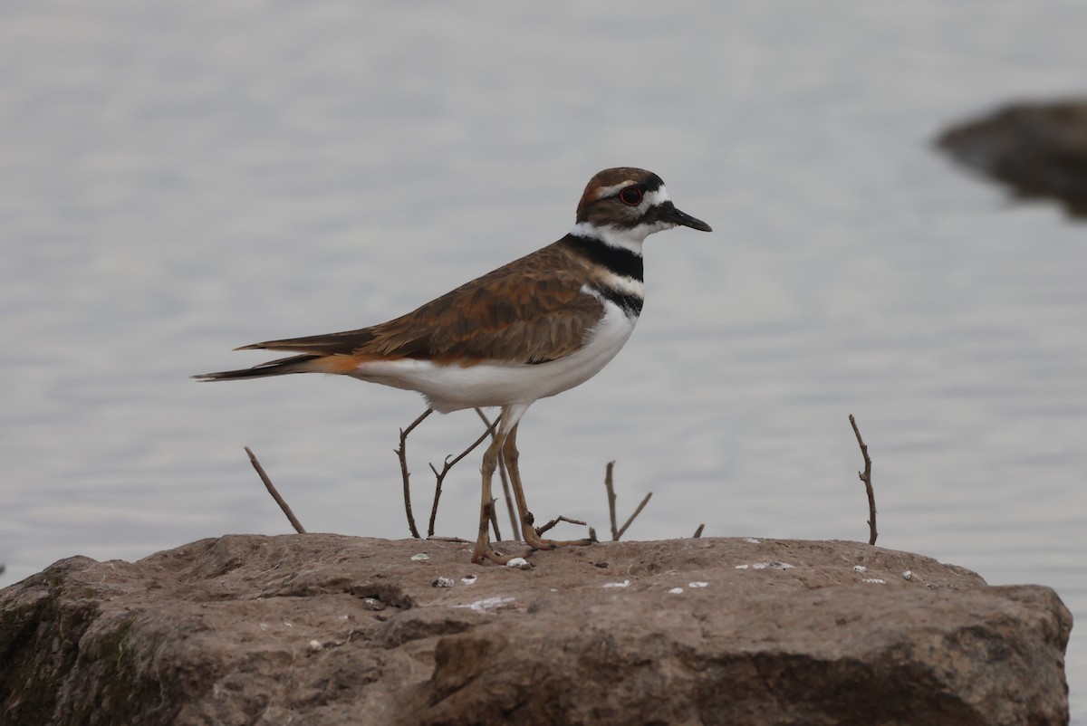 חופמי כפול-צווארון - ML646435355