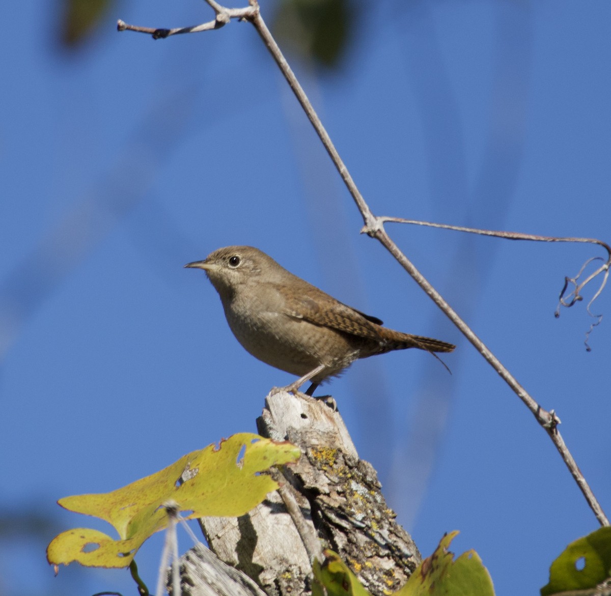 střízlík zahradní - ML646435356