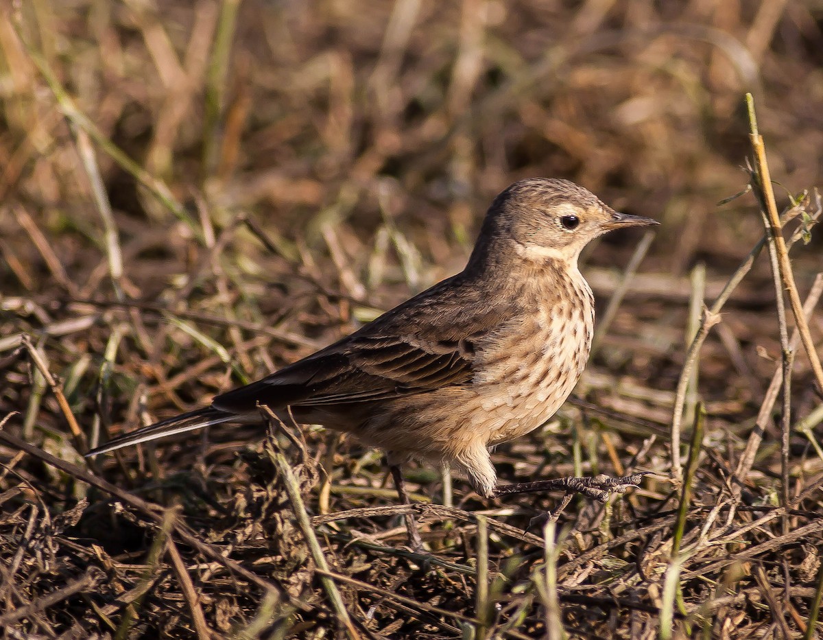 American Pipit - ML646435357