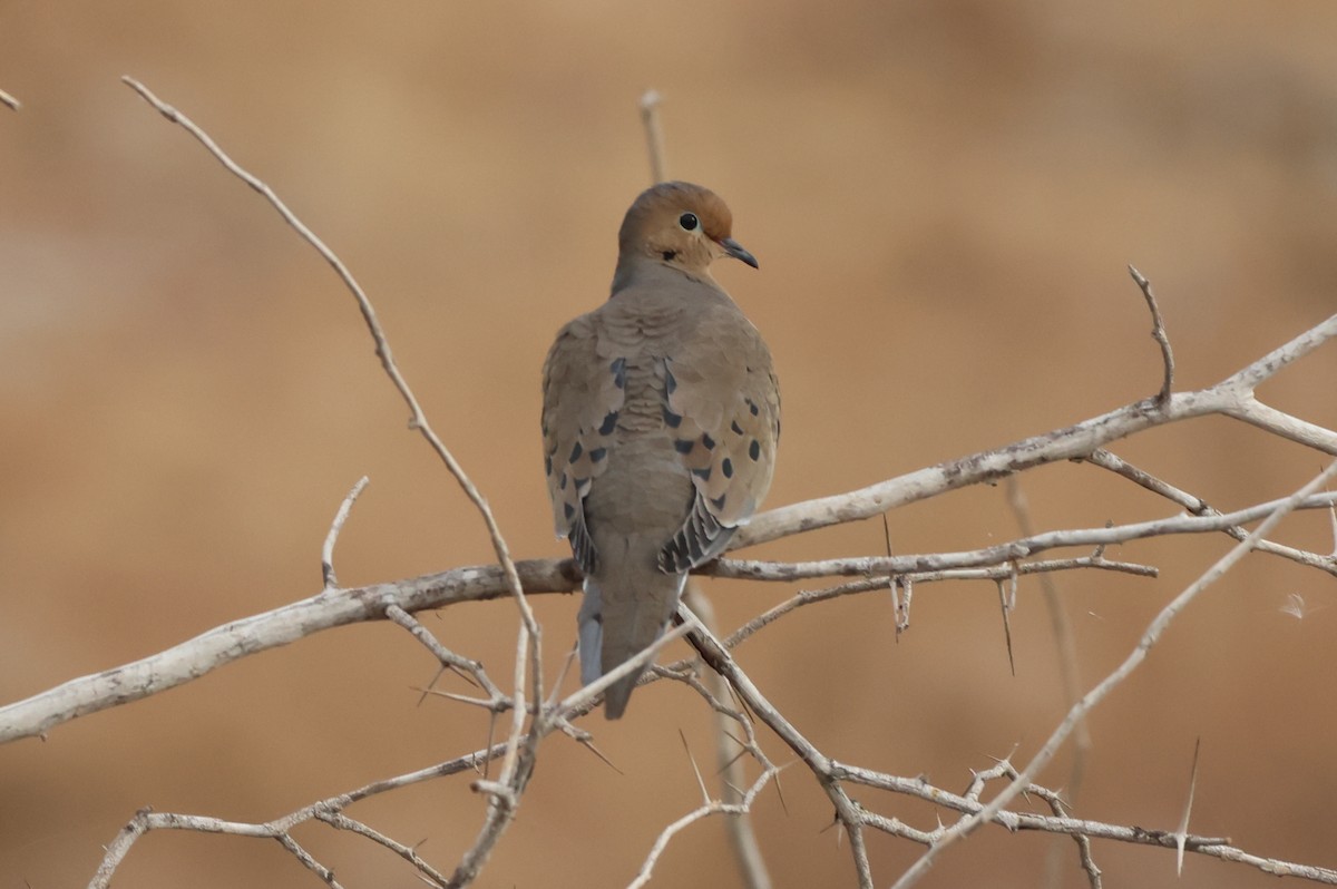 תורית אמריקנית - ML646435358