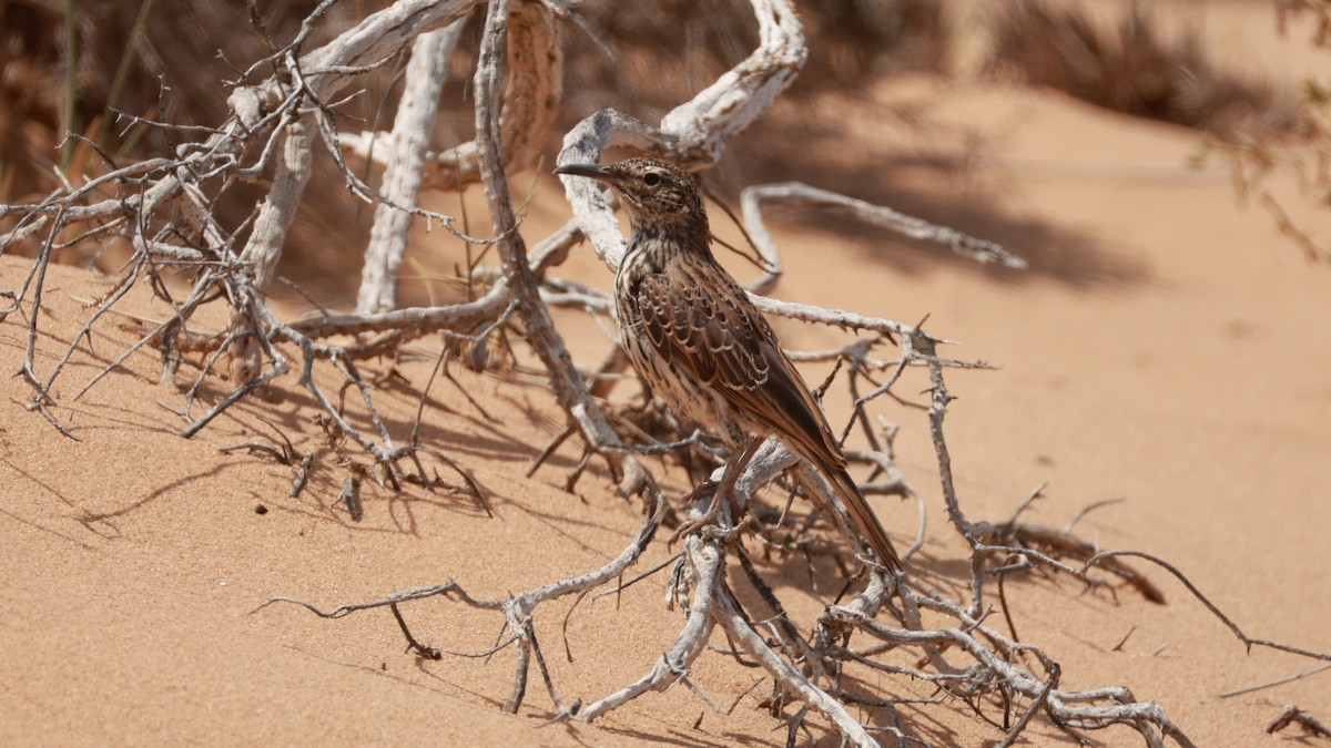 Cape Long-billed Lark - ML646435362