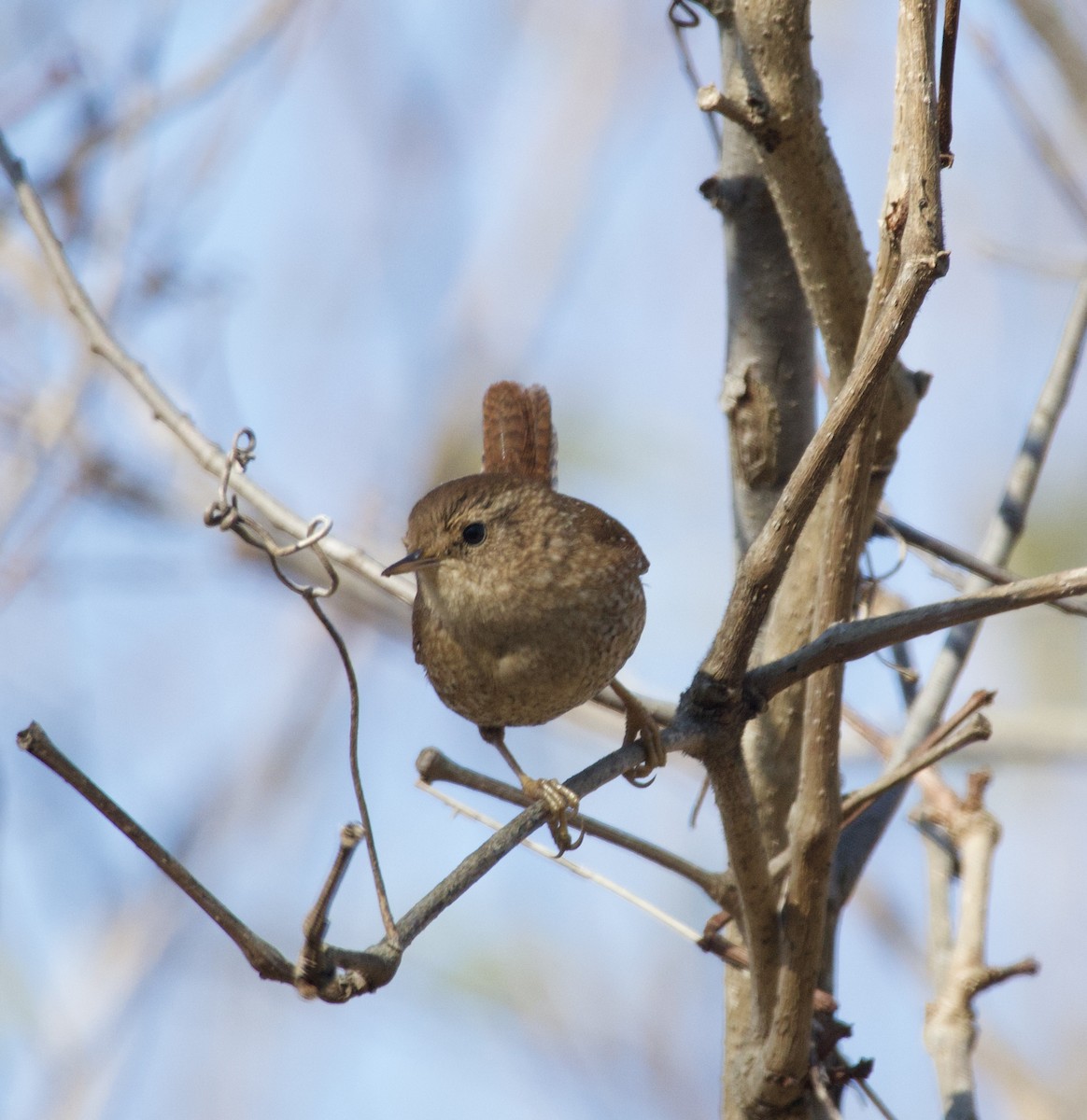 Winter Wren - ML646435363