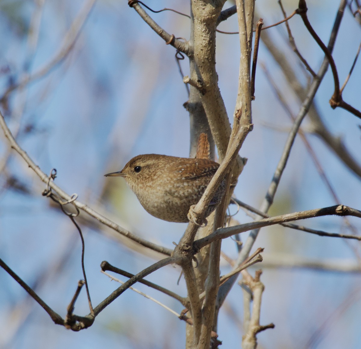 Winter Wren - ML646435364