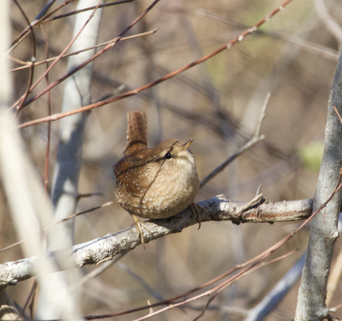 Winter Wren - ML646435365